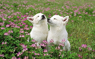 two white short-coated dog on green field during daytime